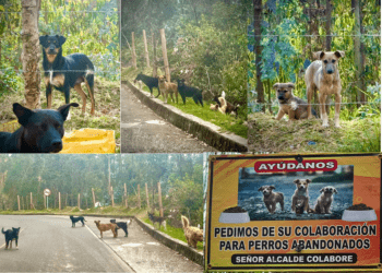 Perros ferales, ¿quién se hace cargo?
