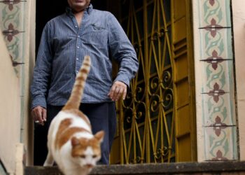 Alejandro Valencia Tejada, el hombre que llenó de gatas el río Cali
